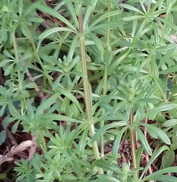 20180324_120102-1-1.jpg
