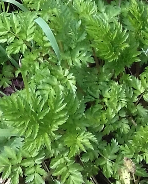 20180324_115419-1.jpg