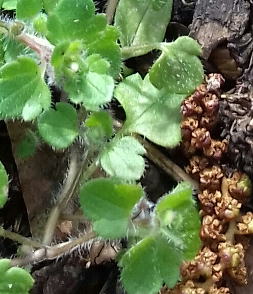 20180324_115510-1-1.jpg