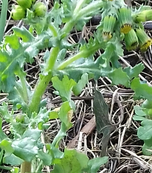 20180324_115547-1-1.jpg