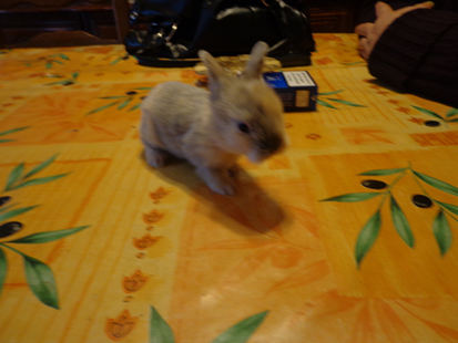 Lapin4.jpg