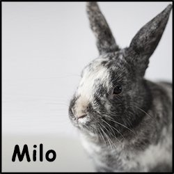 milo.jpg