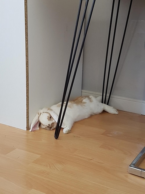 Sieste Luna.jpg