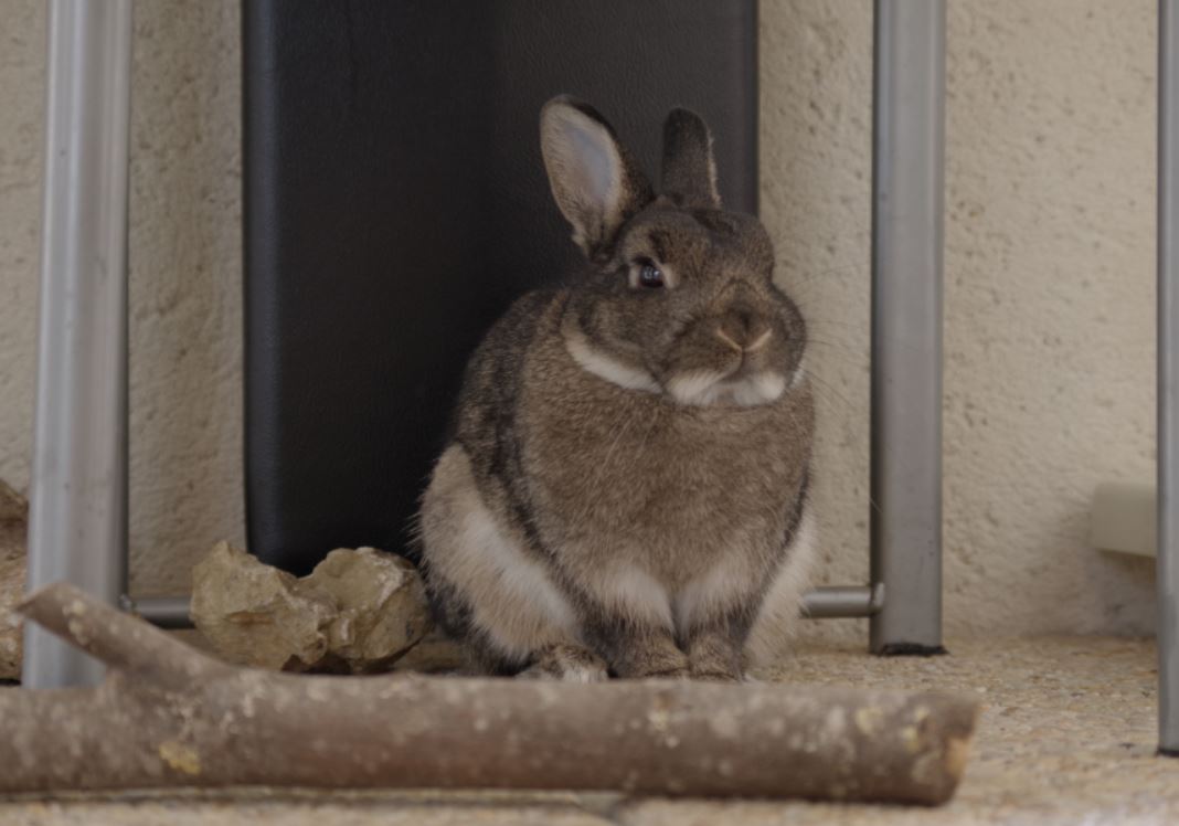 bidou sur la terrasse 2.JPG
