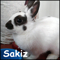 Sakiz.jpg