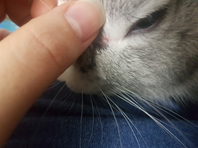 blessure.png