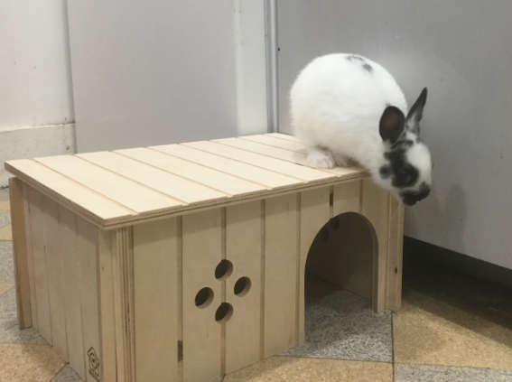 Lapin1.JPG