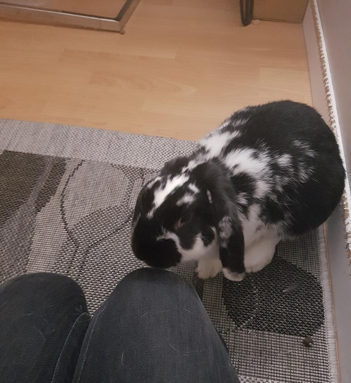 Bisou Flocky.jpg