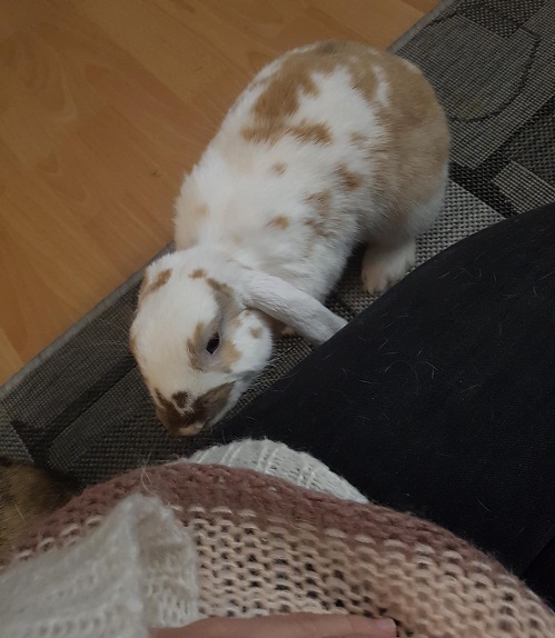 Bisou Luna.jpg
