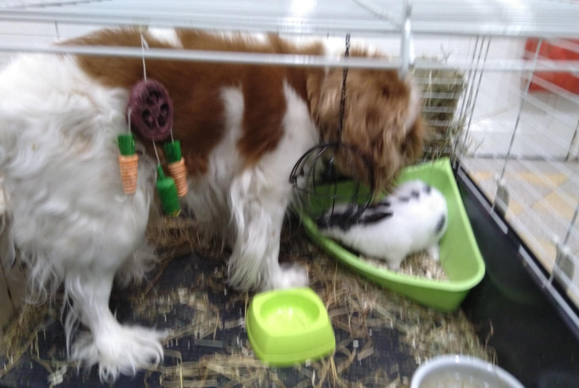 Chien et Lapin.jpg