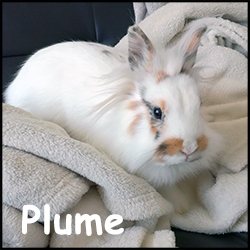 Plume.jpg