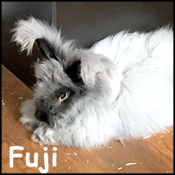 Fuji.jpg
