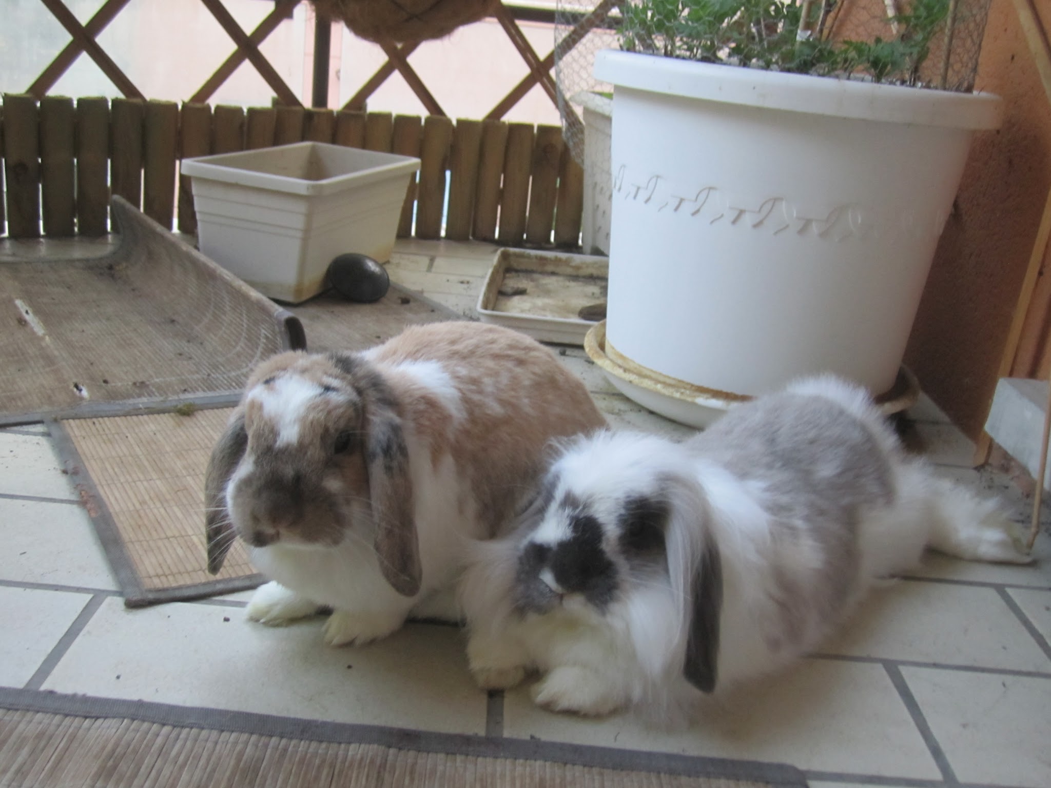 cachou pablo.jpg