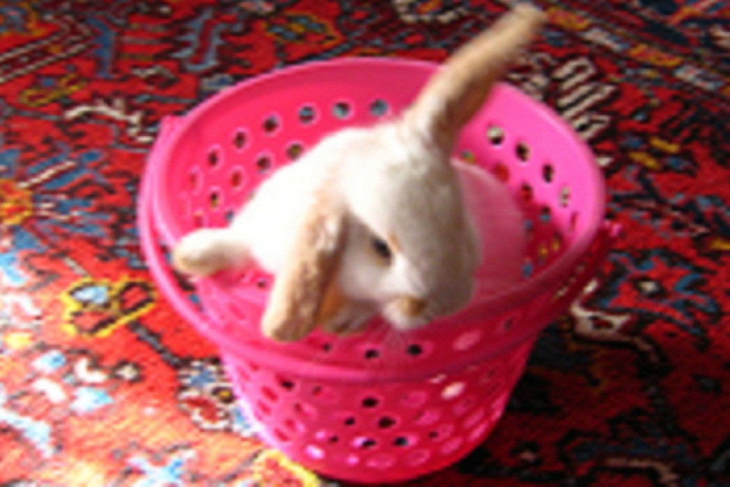 lapin.jpg