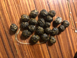 image1 (2).jpeg
