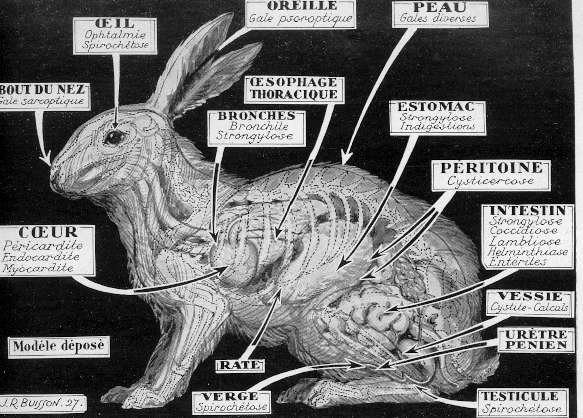 anat lapin.jpg