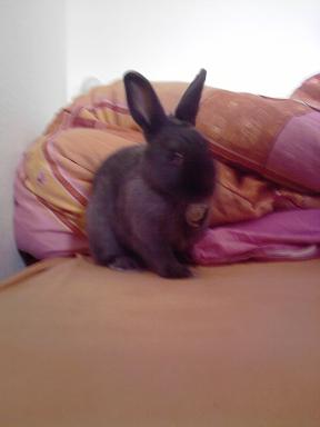 chanelle lol 017.jpg
