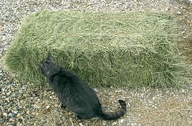 274px-CatandHay.jpg