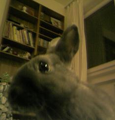 ma belle chanelle 034.jpg
