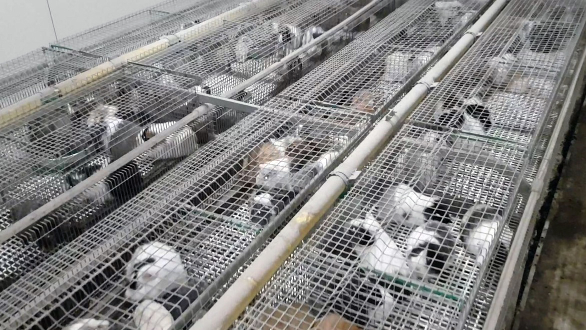photoanimalerieélevage.jpg