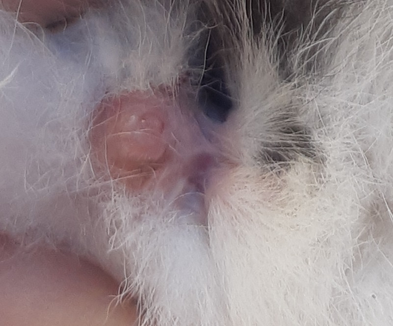 MOUSTACHEok.jpg