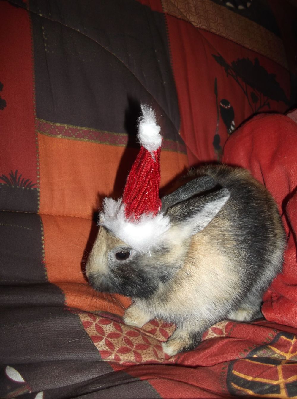 lapins avec bonnet de noel 0291.jpg