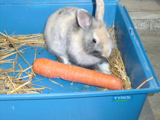 nesquick_4.jpg