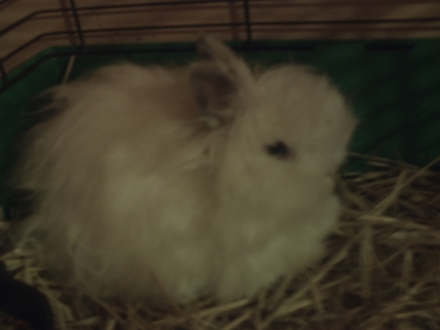 Pompon en + petit.jpg