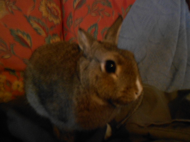 Browni♥ 037.JPG