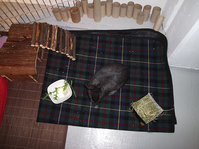 ma lapine dans son parc 013.JPG