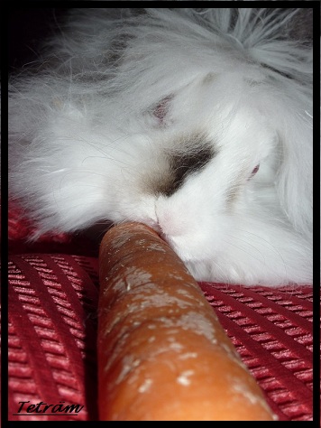 Le lapin mange des légumes concours 2.JPG