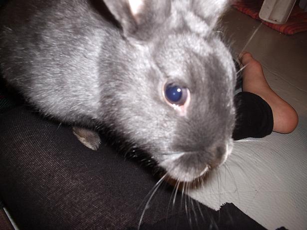 ma lapine dans son parc 025.JPG