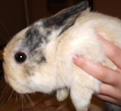 Coco 2 176.JPG