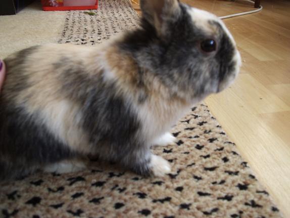 coco !! 3 004.JPG