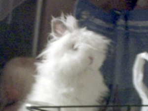 pompon2.jpg