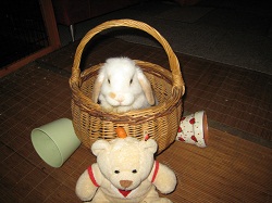 le panier 3 ^^.jpg