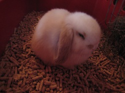 IMG_0371.JPG