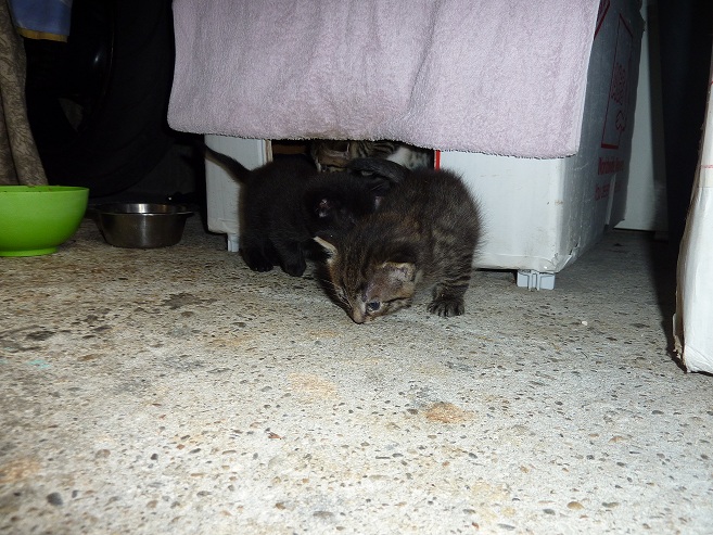 P1010437.JPG