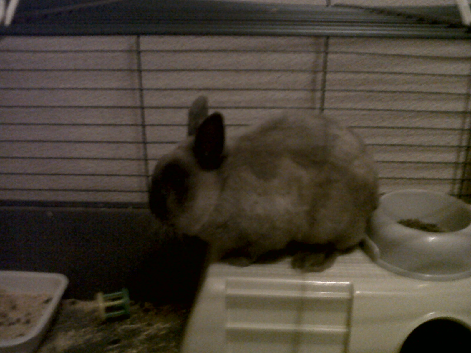 mon%20lapin%20mon%20bb%20ma%20vie%20mon%20cherie.jpg