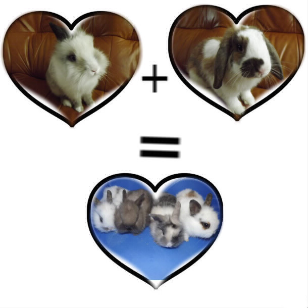 gf.png