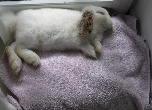 Concours lapinous [sieste].jpg