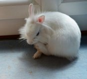 Laisser moi tranquille je fais ma toilette !!.jpg