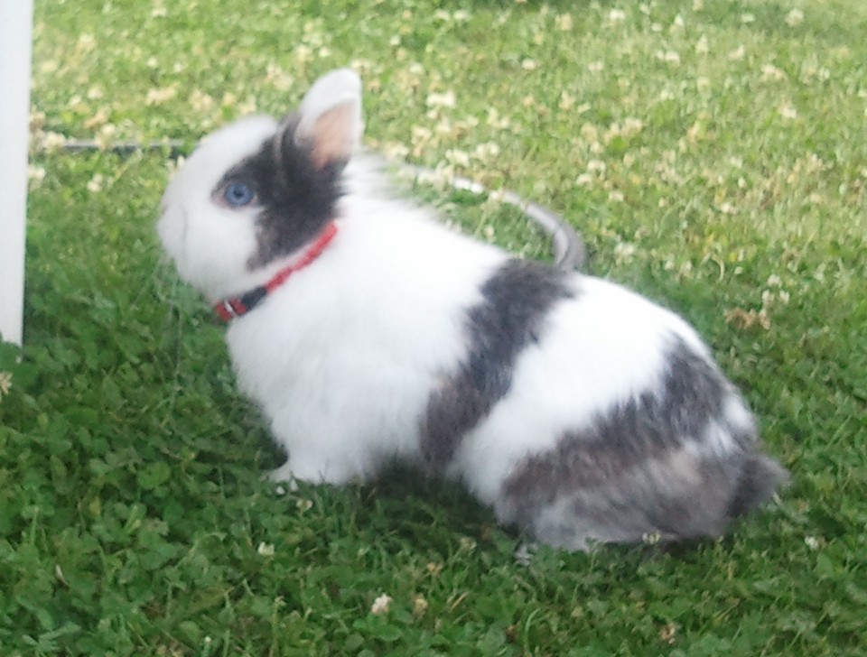 Titi.jpg
