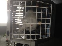 Dans la cage de transport !.jpg