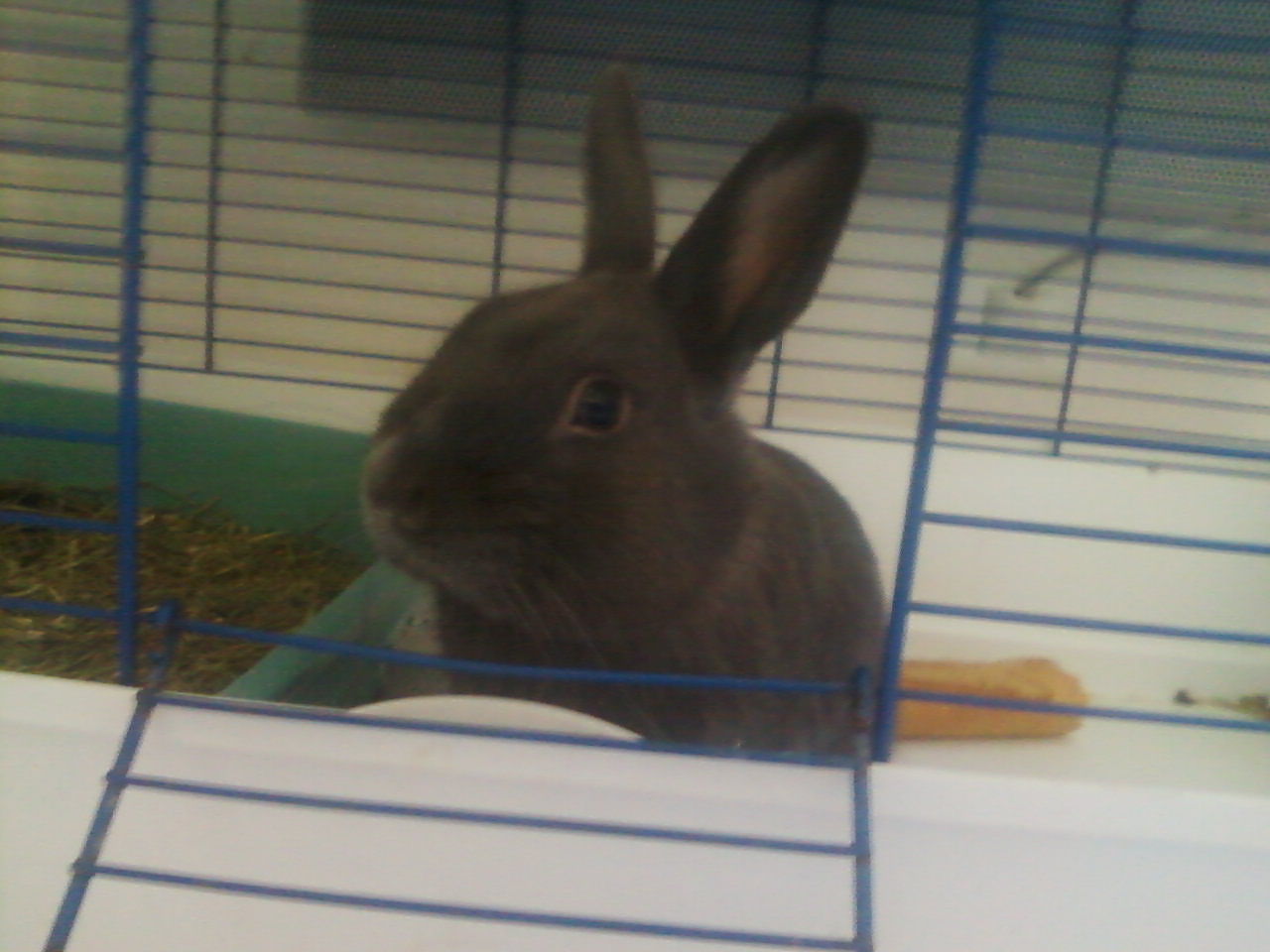 lea et ses lapin 008.jpg