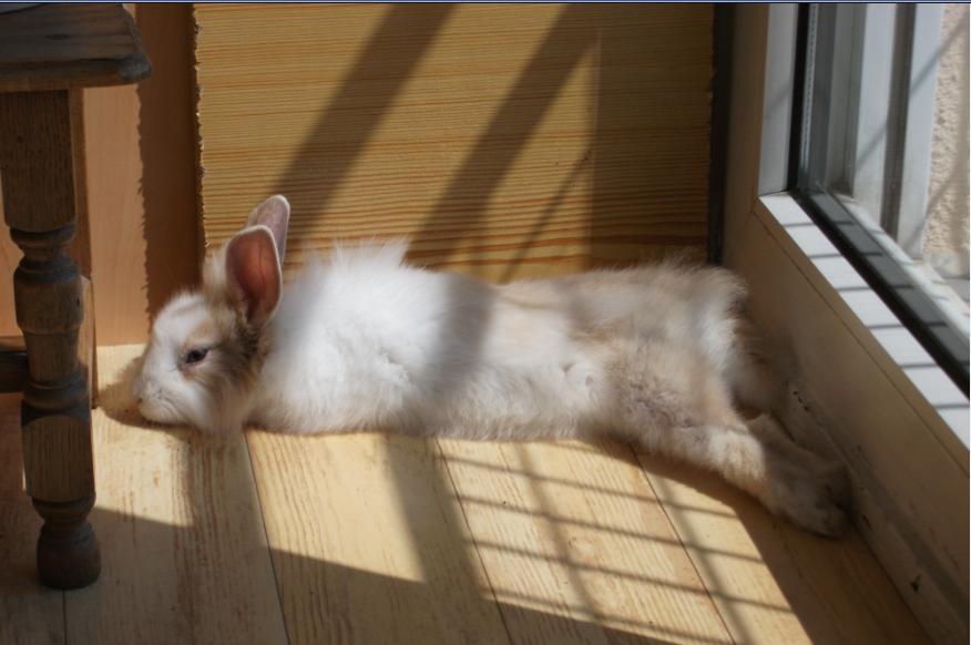 Sieste soleil.jpg