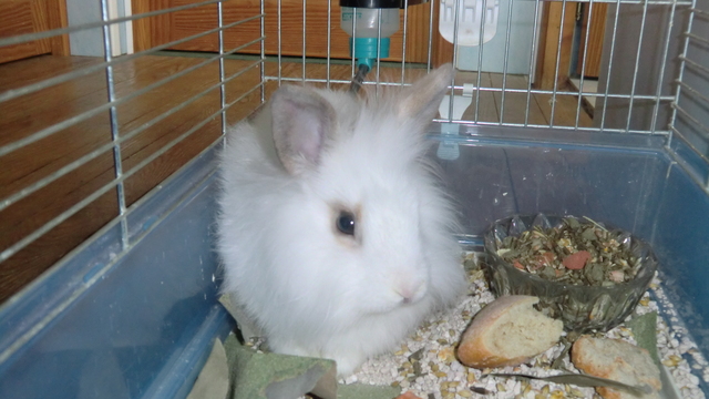 lapinou.jpg