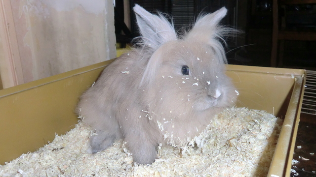 pipounette.jpg