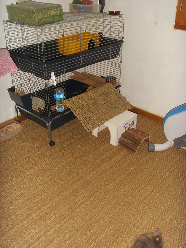 habitation chupa chups 1.jpg
