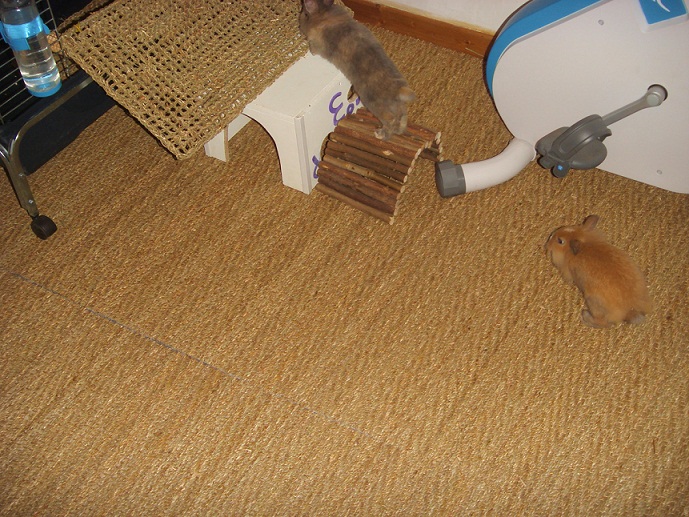 Habitation lapin 3.jpg